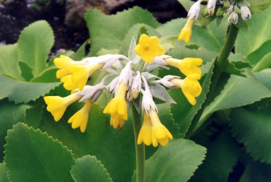 Primula palinuri photo